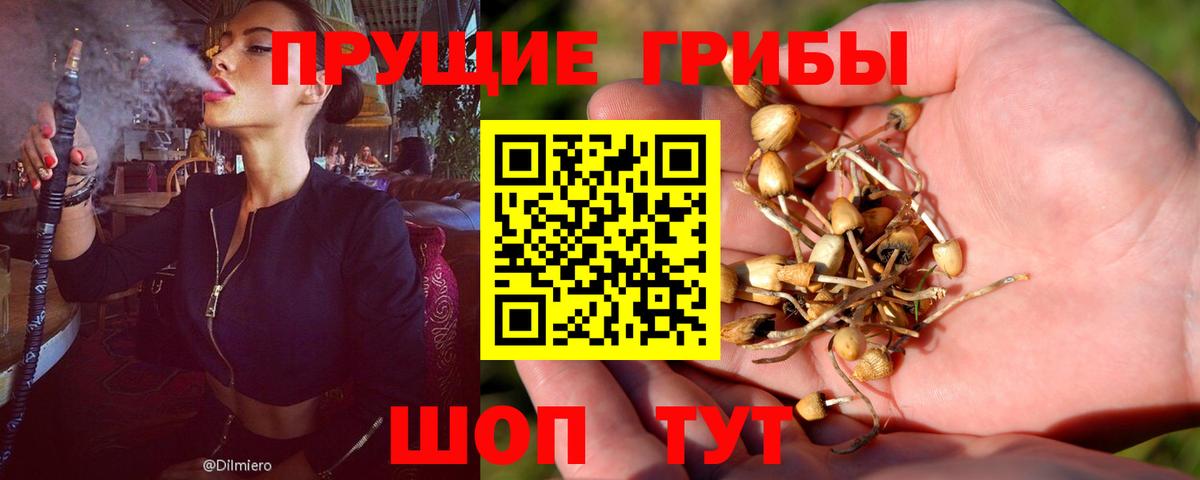 Гурьевск  как найти   Вход с VPN  Псилоцибиновые грибы Psilocybine cubensis 
